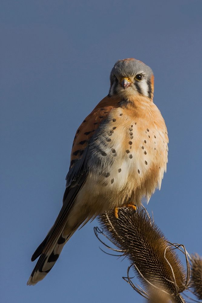 American Kestrel (male)